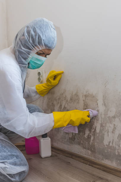 Best Mold Remediation for Rental Properties  in , IL