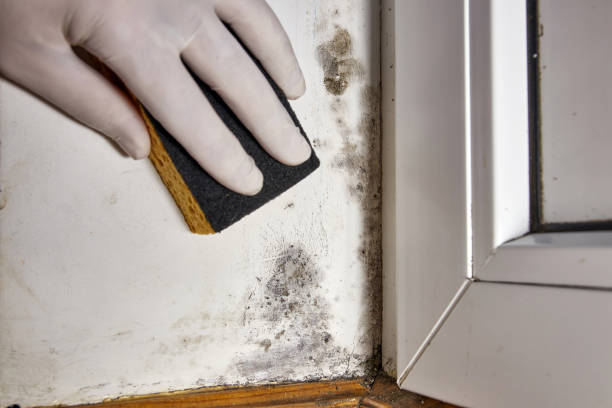 Best Attic Mold Removal  in , IL